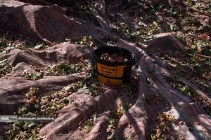 تولید برای محرومیت زدایی - باغ پسته