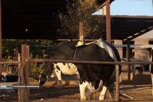 رفع محرومیت با تولید ملی - گاوداری