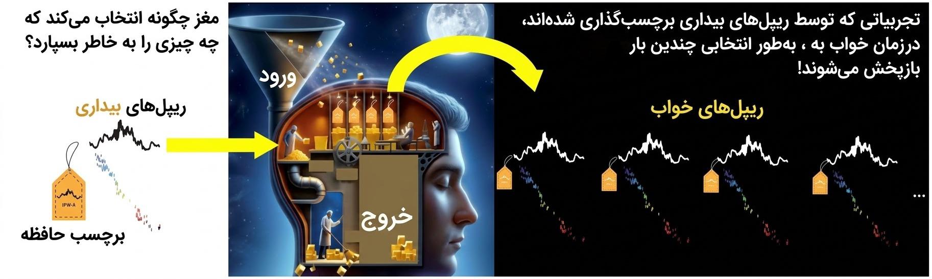 مغز چگونه انتخاب می‌کند که چه چیزی را به خاطر بسپارد؟