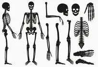 چرا استخوان‌های نوزادان بیشتر از بزرگسالان است؟