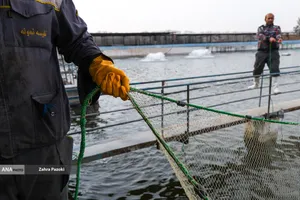 برداشت شب یلدایی ماهی قزل آلا