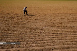 آسیب مزارع گندم آمریکا بدلیل خشکسالی