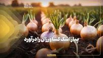پیاز اشک کشاورزان را درآورد