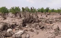 پرداخت بیش از ۱۵ هزار میلیارد ریال غرامت به کشاورزان خسارت‌دیده در نیمه نخست سال