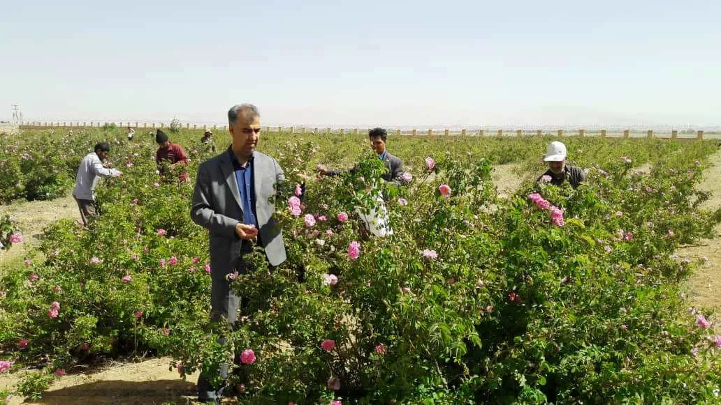 Iran's IAU Researcher Develops Device to Measure Fertilizer Ratio in Fields