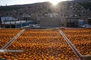 خُرو؛ پایتخت آلوی ایران