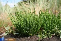 تولید چاشنی شور گیاهی برای نخستین‌بار در ایران