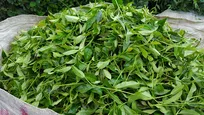 ارتقای بهره‌وری و پایداری صنعت چای با صیانت از اراضی چایکاری