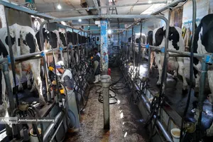 رفع محرومیت با تولید ملی - گاوداری