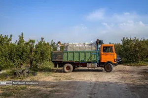 توانمندی اقتصادی برای رفع محرومیت - باغ گلابی