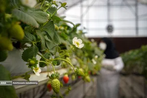 تولید ملی برای آبادانی مناطق محروم