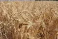 احیای مزرعه پژوهشی دانشگاه آزاد ساوه