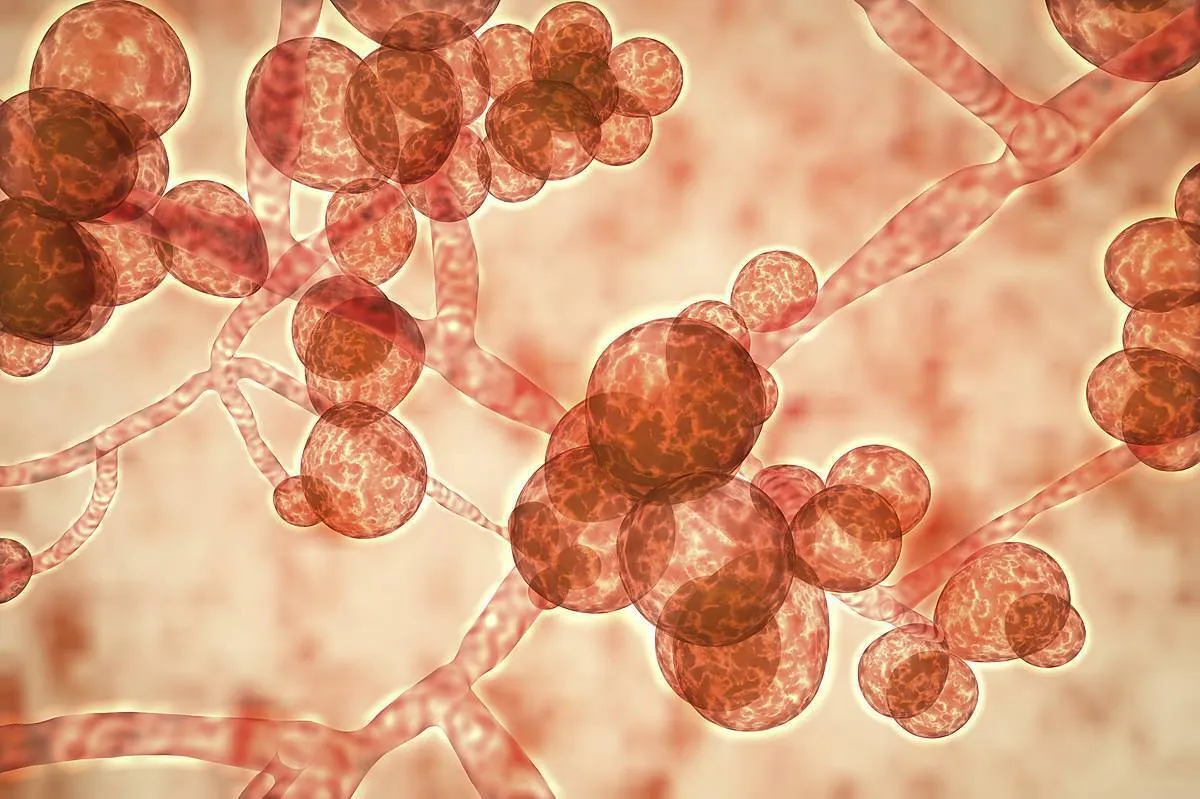 Nanorobotic System Presents New Options for Targeting Fungal Infections