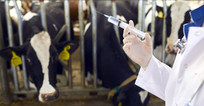 Western Iranian Province Exports over 100 Tons of Livestock Medicine