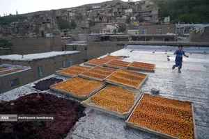 خُرو؛ پایتخت آلوی ایران