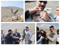 آغاز پایش تخصصی بیماری‌‌های حیات ‌وحش در شمیرانات