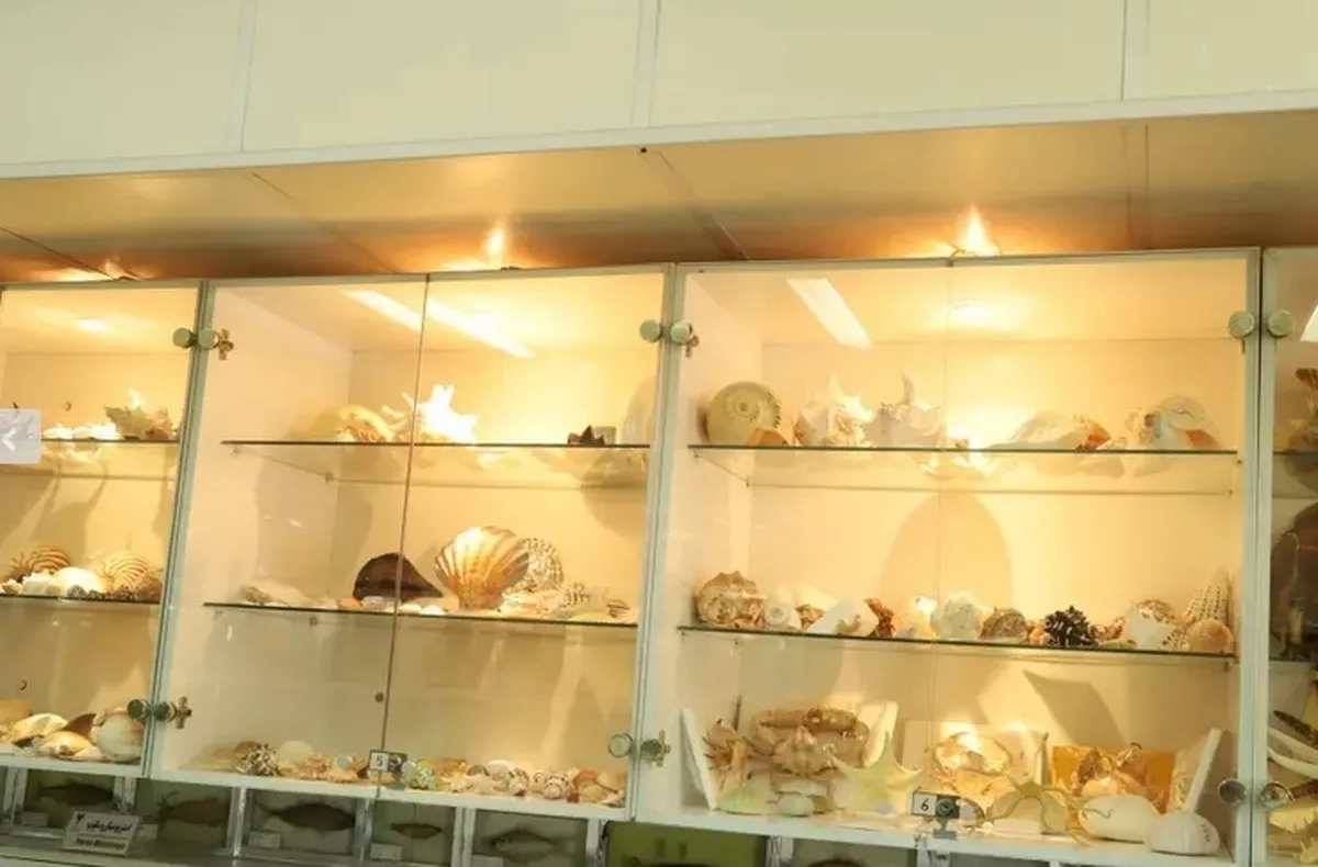 بیش از ۷۷۰ نمونه‌ جانوری در کلکسیون جانوران دریایی واحد علوم و تحقیقات وجود دارد