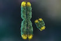 کروموزوم‌های جنسی چگونه قد را شکل می‌دهند