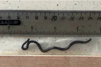 «تِتراکِیلوستوما کارلای» دوباره در باربادوس دیده شد!