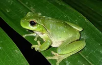 هر آنچه باید در مورد «قورباغه» بدانید!