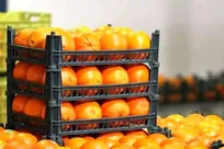 صادرات ۲۰۰ میلیون دلاری مرکبات به ۳۰ کشور/ تقویت ارزآوری در استان‌های تولیدکننده