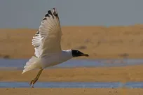 مشاهده نخستین کُلُنی پرنده کاکایی سرسیاه بزرگ در دریاچه سد مهاباد