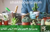 بهترین نوع کاکتوس برای خانه + روش نگهداری