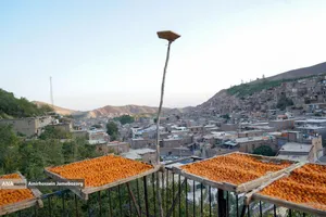 خُرو؛ پایتخت آلوی ایران