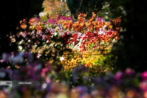 گل های داوودی