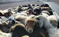 توقیف ۱۵۱ راس احشام در نوار مرزی بانه