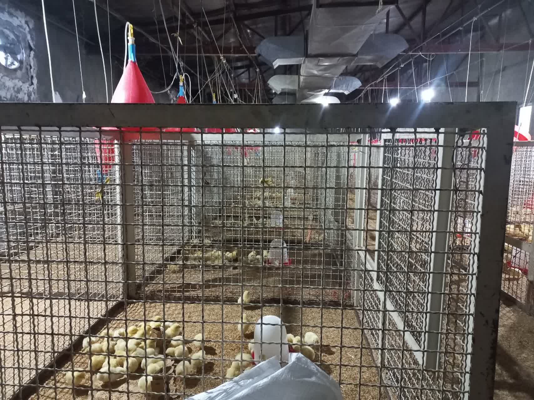 فیلم و عکس| از انبار خاک‌خورده تا مرکز تولیدی ۷۰ باکس تحقیقاتی؛ مجتمع مرغداری یاسوج با ظرفیت ۵ هزار قطعه جوجه گوشتی کلید خورد