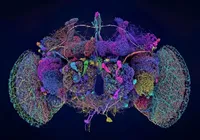 چرا نقشه‌برداری مغز مگس از مهمترین اتفاق‌های علمی ۲۰۲۴ بود