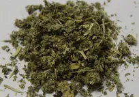 هشدار یک روان‌پزشک درباره عوارض شدید «گل» در ایران