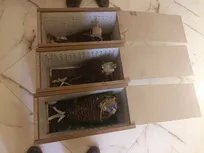 کشف سه شاهین بالابان در ریگان؛ تأکید بر حفاظت از تنوع زیستی کرمان