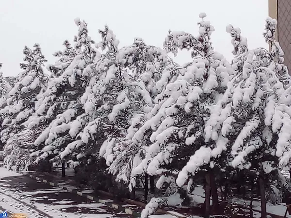 دانشگاه آزاد اسلامی واحد قم در یک روز برفی
