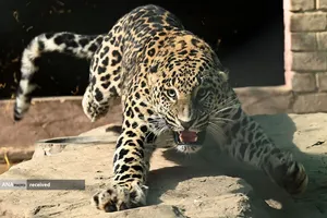 یک پلنگ خانگی اسیر شده در یک منطقه مسکونی  و قرار دادن این پلنگ در محوطه&zwnj;ای در باغ وحش شهر اسلام آباد پاکستان