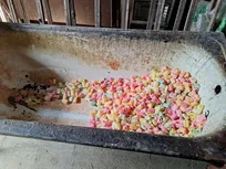 پلمب کارگاه غیرمجاز چیپس و پفک هندی در باقرشهر؛ روغن سوخته و رنگ غیرخوراکی کشف شد