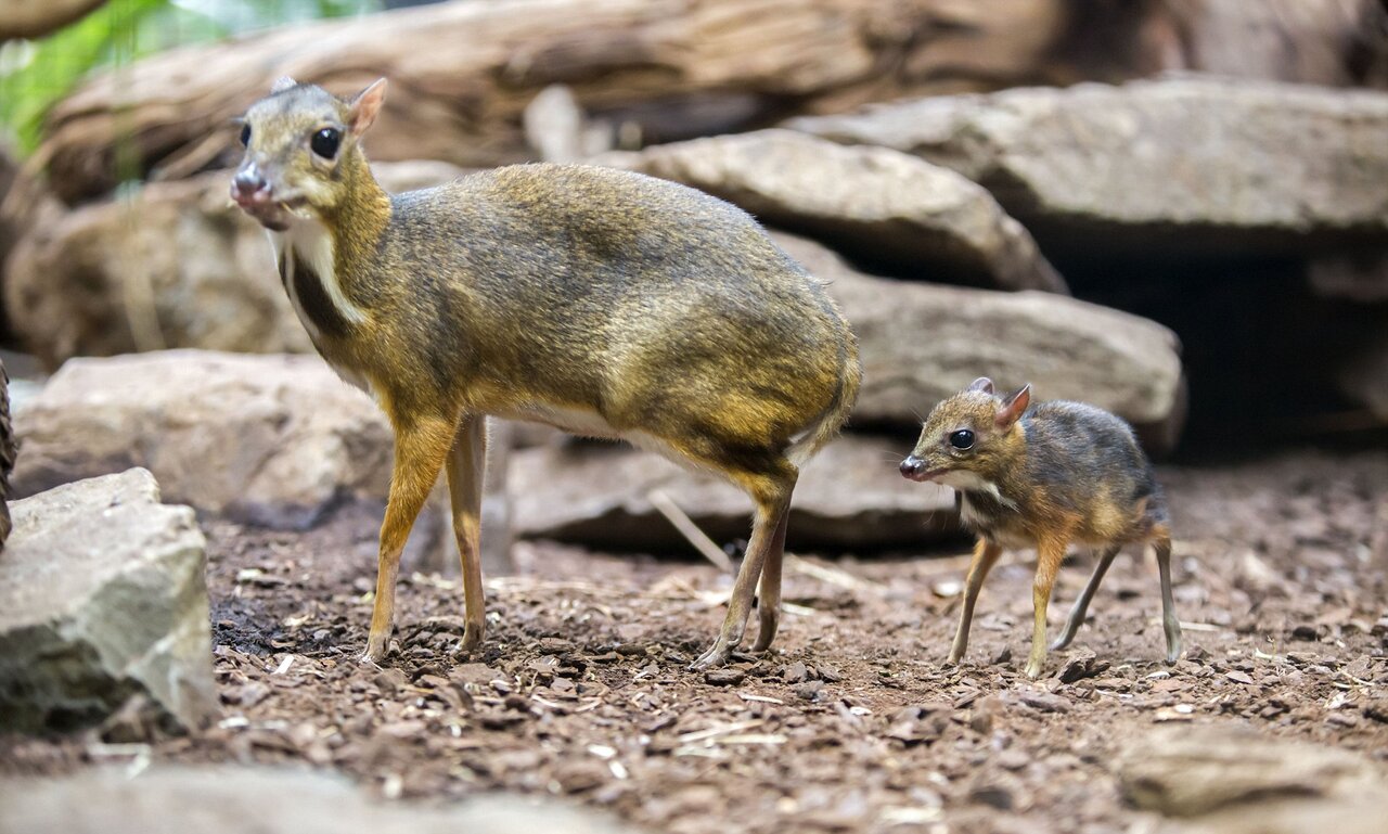 موش گوزنی