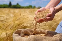 ثبت سفارش واردات گندم دامی آغاز شد