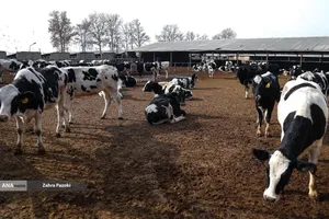 خودکفایی در تولید شیر