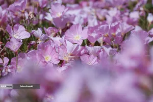 باغ گیاهشناسی ایران