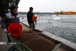 برداشت شب یلدایی ماهی قزل آلا