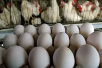 معاون وزیر جهاد: شناسایی عامل گرانی مرغ و تخم مرغ /گرانفروشی اتفاق نیفتاده است