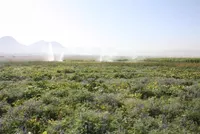 تبدیل رنج نقمت به گنج نعمت بعد از ۵ سال/ مزرعه تحقیقاتی ۳۲ هکتاری «جایدشت» چگونه وارد مدار تولید شد؟