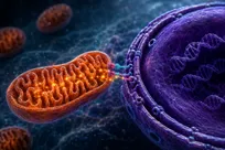 سلول‌ها انرژی مورد نیاز DNA را از یک سیستم پنهان تأمین می‌کنند