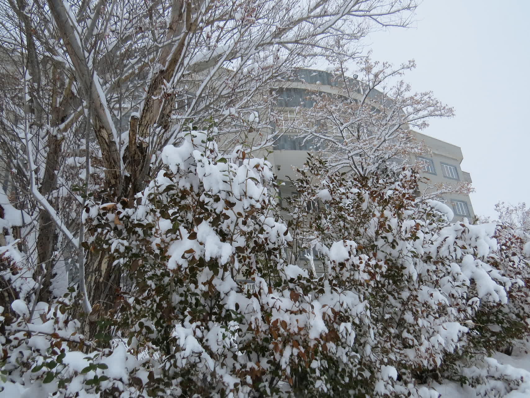 بارش برف زمستانی در واحد بین الملل ماکو؛ کوه آرارات در پوشش سپید