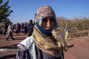 تولید برای محرومیت زدایی - باغ پسته