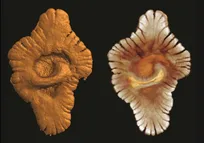 حیات هوشمند زمین قدیمی‌تر از تصور ماست!