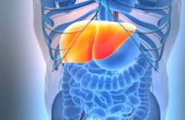 Russian scientists discover a way to restore fibrotic liver tissue