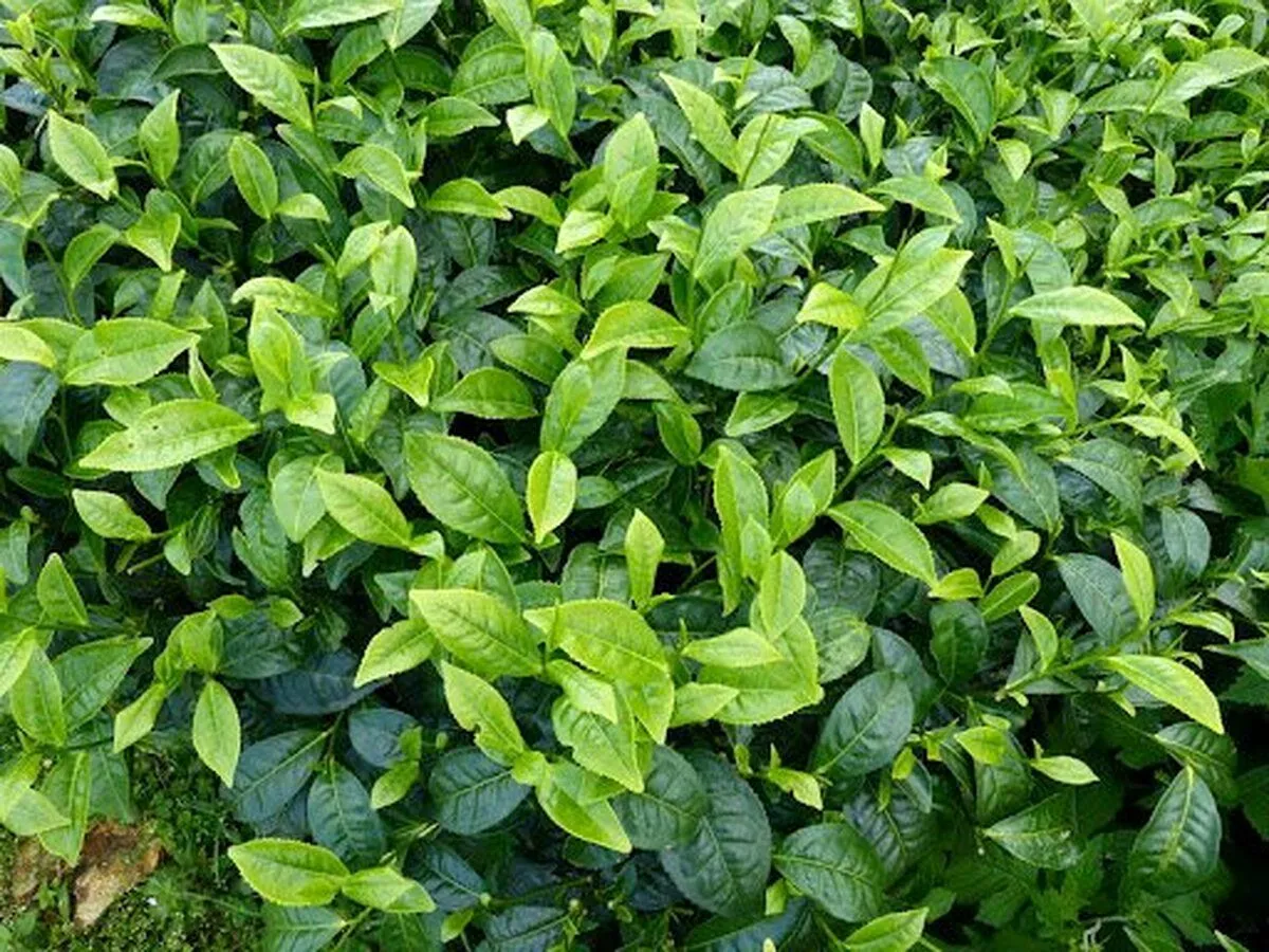چای